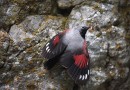 Wallcreeper ©  Mike Lane